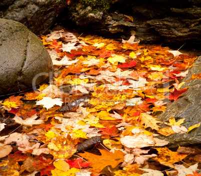 Fall leaves in river