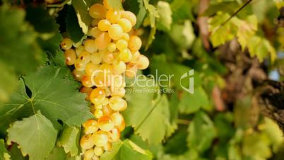 Golden grapes