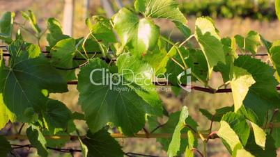 Juicy petals of grapes