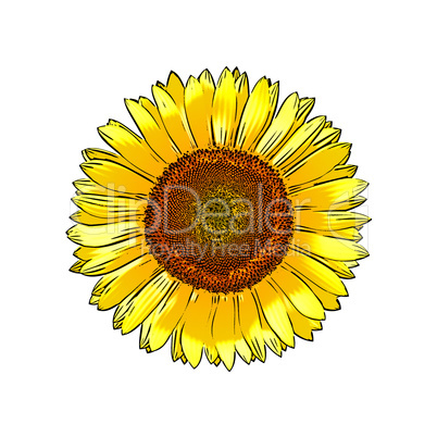 sunflower