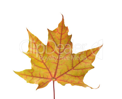 Maple leaf.