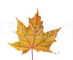 Maple leaf.