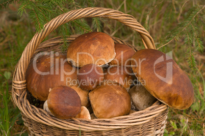 Crop of mushrooms.