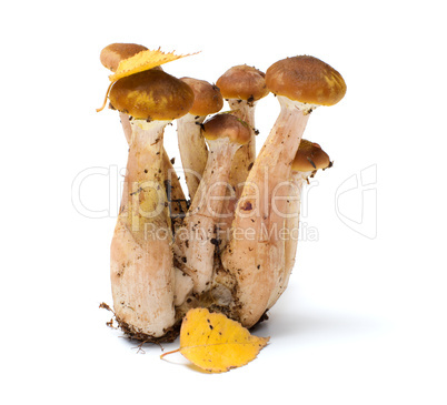 Honey agaric.