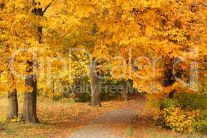 Weg zwischen Bäumen in Herbstfärbung im Jenisch-Park in Hamburg