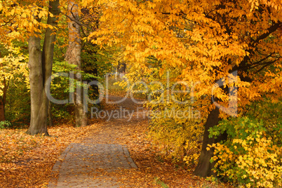 Weg zwischen Bäumen in Herbstfärbung im Jenisch-Park in Hamburg