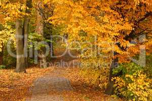 Weg zwischen Bäumen in Herbstfärbung im Jenisch-Park in Hamburg