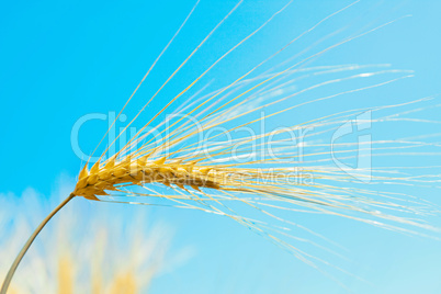 barley