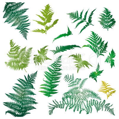 Fern leaves