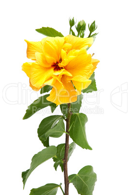 Yellow hibiscus flower