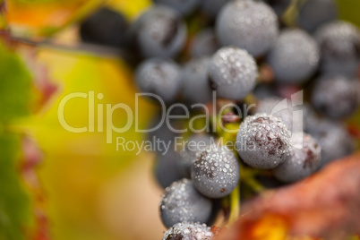 Lush, Ripe Wine Grapes with Mist Drops on the Vine