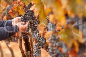 Farmer Inspecting His Ripe Wine Grapes