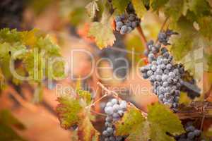 Lush, Ripe Wine Grapes with Mist Drops on the Vine