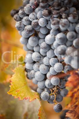 Lush, Ripe Wine Grapes with Mist Drops on the Vine