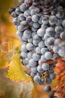 Lush, Ripe Wine Grapes with Mist Drops on the Vine