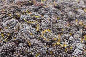 Harvested Red Wine Grapes