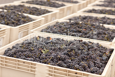 Harvested Red Wine Grapes in Crates