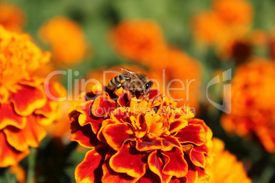 Bee on colored flower