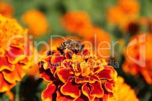 Bee on colored flower