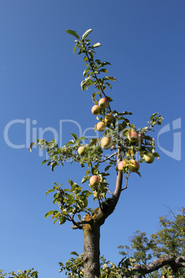 Branch of an apple tree