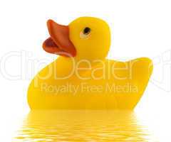 Toy Duck Floating