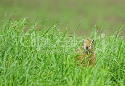 Feldhase versteckt sich im Gras