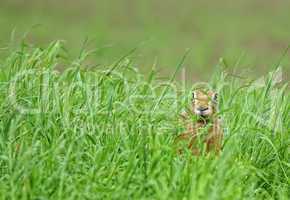 Feldhase versteckt sich im Gras