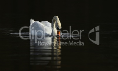 Schwan auf dem Wasser