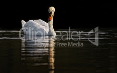 Schwan schwimmt auf dem Wasser