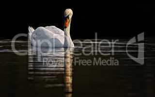 Schwan schwimmt auf dem Wasser