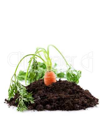 Karotte in Erde / carrot in earth