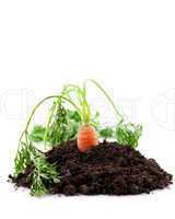 Karotte in Erde / carrot in earth