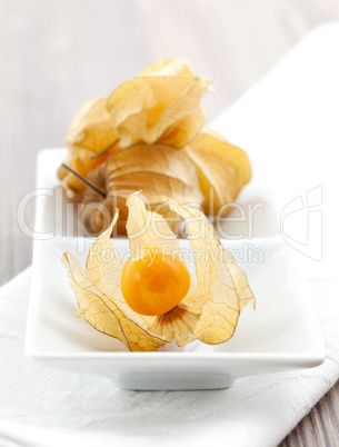 Physalis / physalis