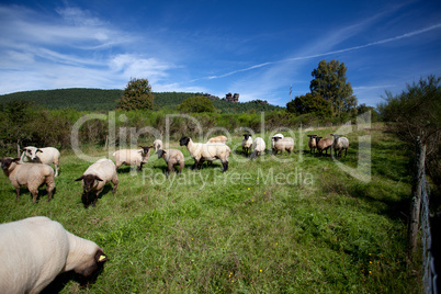 Herbstwiese mit Schafen