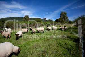 Herbstwiese mit Schafen