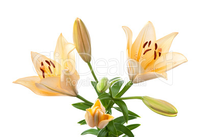 Yellow lilies