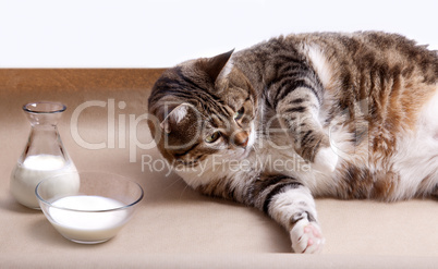 Dicke Katze mit Milch