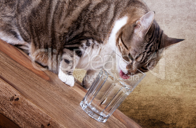 Katze mit Wasserglas auf Tisch