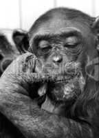 Schimpanse Pan Troglodytes