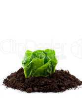 Römersalat in Erde / green lettuce in earth