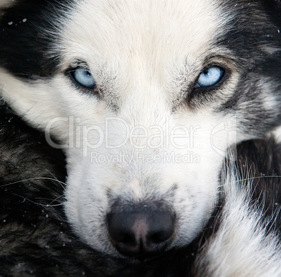 husky dog closeup