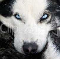 husky dog closeup