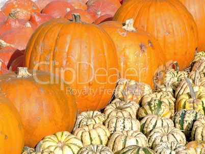 Mixed pumpkins