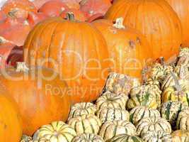 Mixed pumpkins