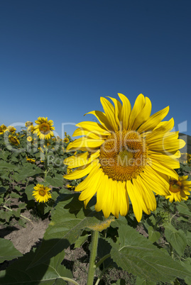 Sunflowers Meadow in Tuscany