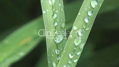 Dew on a grass.