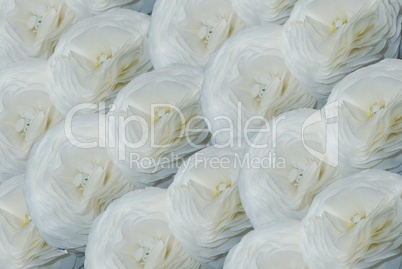 edle weiße Blumen