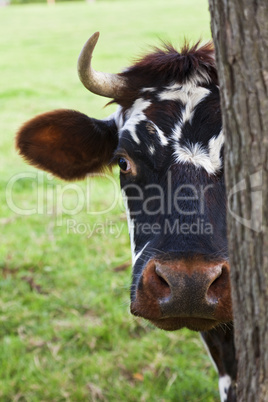 Normandy Cow Looking Out From Behind a Tree