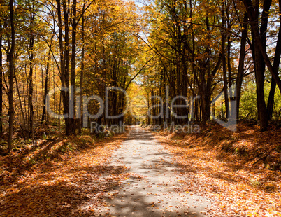 Lonely road in autumn