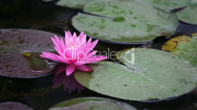 lotus on pond